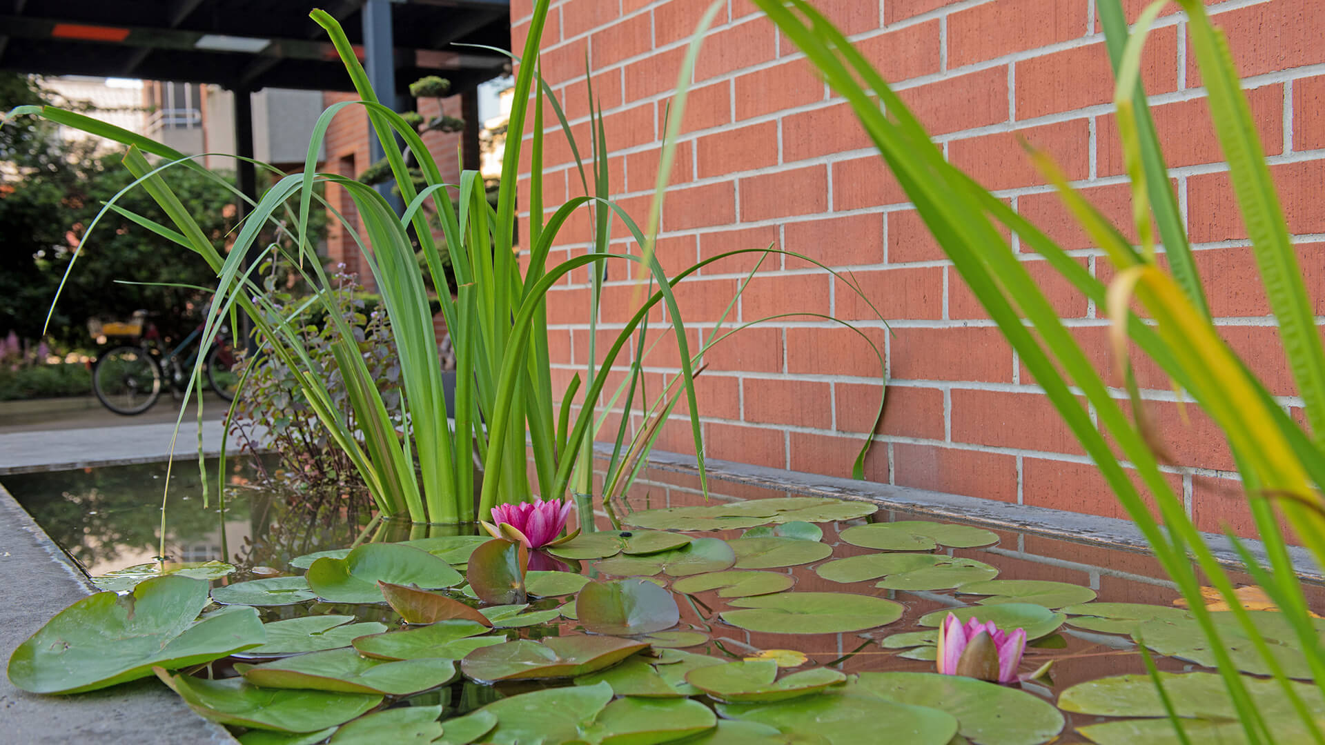 Teich mit Seerosen und Schilf Teich mit grünen Seerosenblättern und pinken Blüten, umgeben von Schilf und Ziegelmauer.