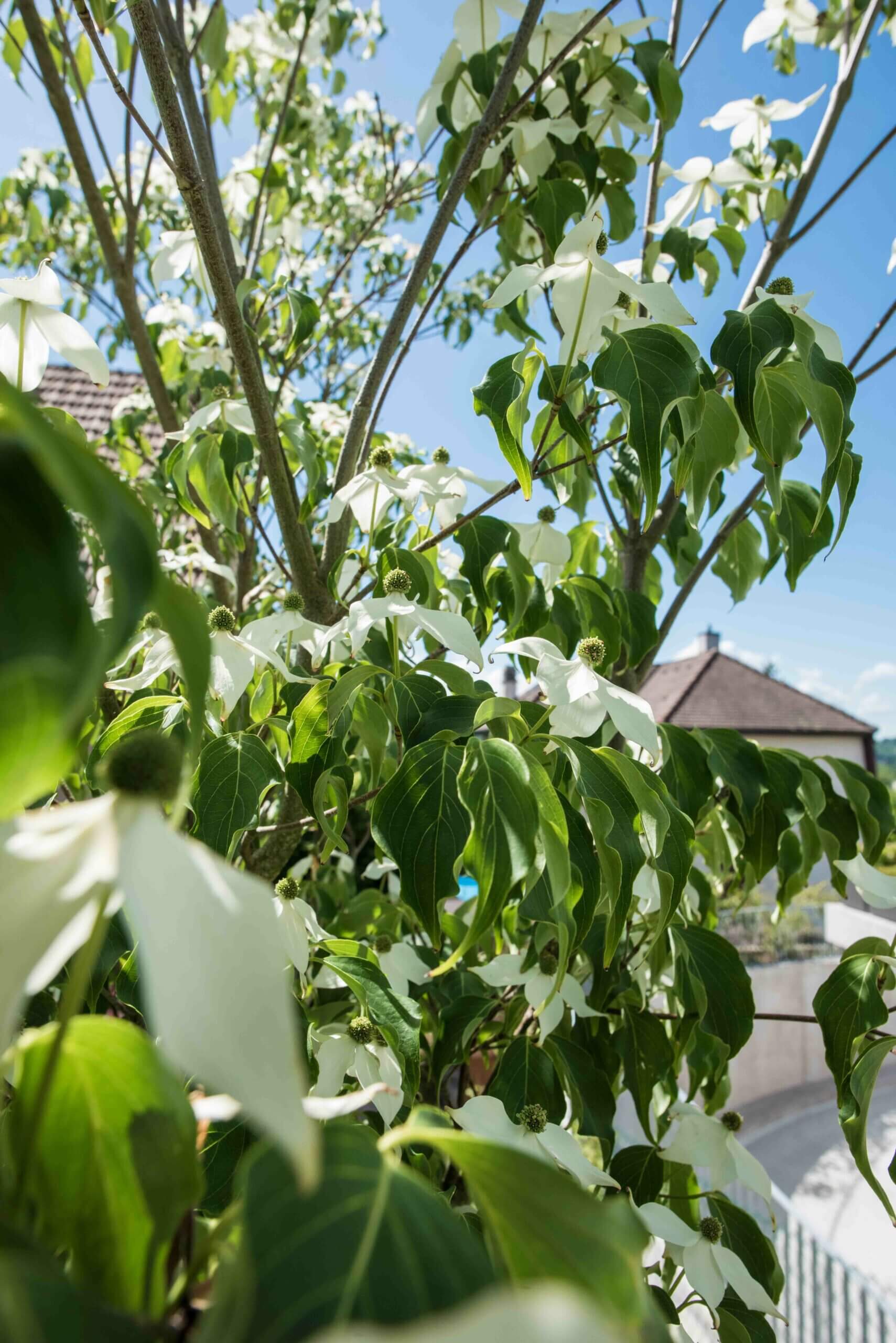 Blühender Baum mit weißen Blüten Nahaufnahme eines blühenden Baumes mit weißen Blüten und grünen Blättern im Vordergrund.