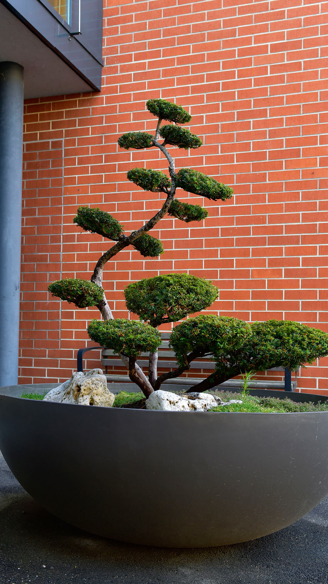Kleiner Bonsai in großer grauer Pflanzschale vor rotem Ziegelwand Bonsai-Baum mit mehreren gewundenen Ästen in einem runden Pflanzgefäß aus grauem Material.